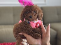 Süslü Toy Poodle bebeğim