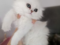Scottish fold dişi