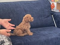 Toy poodle yavru iki aylık