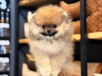 Mersin Pomeranian Boo