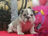 ÜST DÜZEY İNGİLİZ BULLDOG YAVRULAR