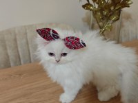 Scottish fold bebeklerimiz yuvalarını arıyor