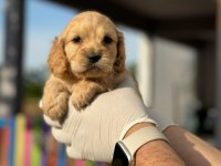 Orijinal Maltipoo Yavrular Randevu Alarak Bakabilirsiniz