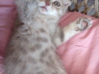 2 Aylık Scottish Fold Yavru
