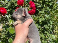 36 günlük blue fawn lilac (plat taşıyıcı) french bulldoglar