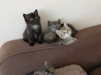 YENİ YUVALARINA GİTMEYE HAZIR KEDİLER