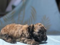 2 aylık maltese terrier