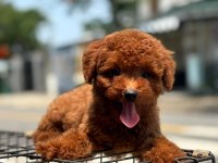 Toy Poodle Yavrularımız