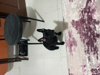 French bulldog 6 aylık kraliçe tam oyuncu