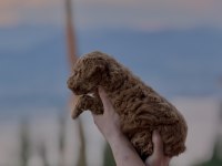 TOY POODLE YAVRUMUZ YENİ YUVASINA HAZIR