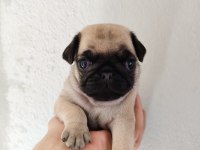 Gül Kuyruk Pug Mops Yavrular