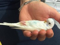 45-50 günlük bebek muhabbet kuşu erkek