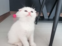 SCOTTİSH FOLD MAVİŞ DİŞİ YAVRU
