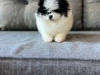 Yok denilecek kadar az panda pomeranian yavrular