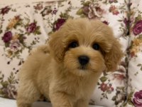 MALTİPOO DİŞİ ERKEK YAVRULARIMIZ