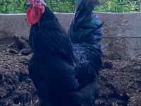 Satılık takım halinde tavuklar