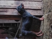 Eğitilmeye hazır yavru rottweiler
