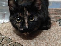 ÇOK ACİL KEDİ SAHİPLENDİRME