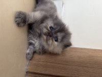 İran Persian Renk Güzeli