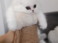 Scottish fold dişi