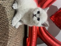 2 aylık british shorthair blue point