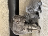 Safkan British Shorthair Yavrular
