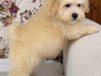 SÜTLÜ KAHVELİ MALTİPOO