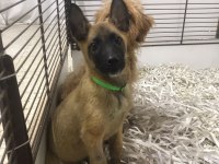 Ak47 Malinois