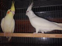 Albino Ve Lutino Takım Sultan Papağanı