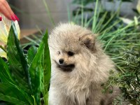 Orjinal pomeranian boo