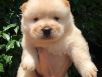 Ayı surat Chow Chow yavrularım