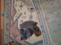 Scottish fold 15 aylık erkek