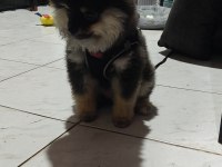 Safkan Pomeranian yavru
