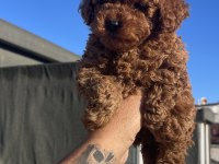 ORJİNAL TOY POODLE YAVRULAR