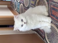 ACİL İRAN KEDİSİ