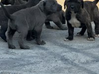 30 Günlük Cane Corso Yavrularımız