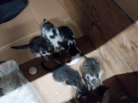 ÜCRETSİZ SAHİPLENDİRME ÇOK ACİL KEDİLER