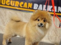 6 aylık erkek pomeranian boo