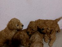 Poodle yavrular