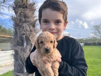 Toy Poodle Yavrularımız