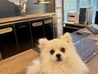 Pomeranian Boo Ayıcık Surat 8 Aylık Erkek