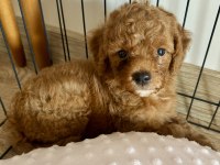 2 Aylık Erkek Toy Poodle