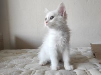 BRİTİSH SHORT HAİR PAMUK