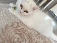 7 Aylık Erkek Kedimizi Ücretsiz Sahiplendirmek