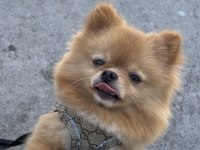 0 Boy Pomeranian Oğlumuz Yeni Yuvasını arıyor