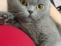 Dişi scottish fold