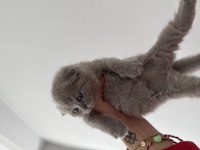 British shorthair 45 günlük