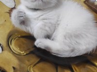 BRİTİSH SHORTHAİR ERKEK HEMEN TESLİM