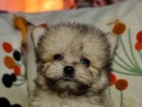 Emsalsiz Micro Erkek Tedy Morkie Yavrumuz