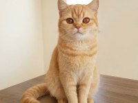 Yetişkin British Shorthair Red Kısır Dişi
